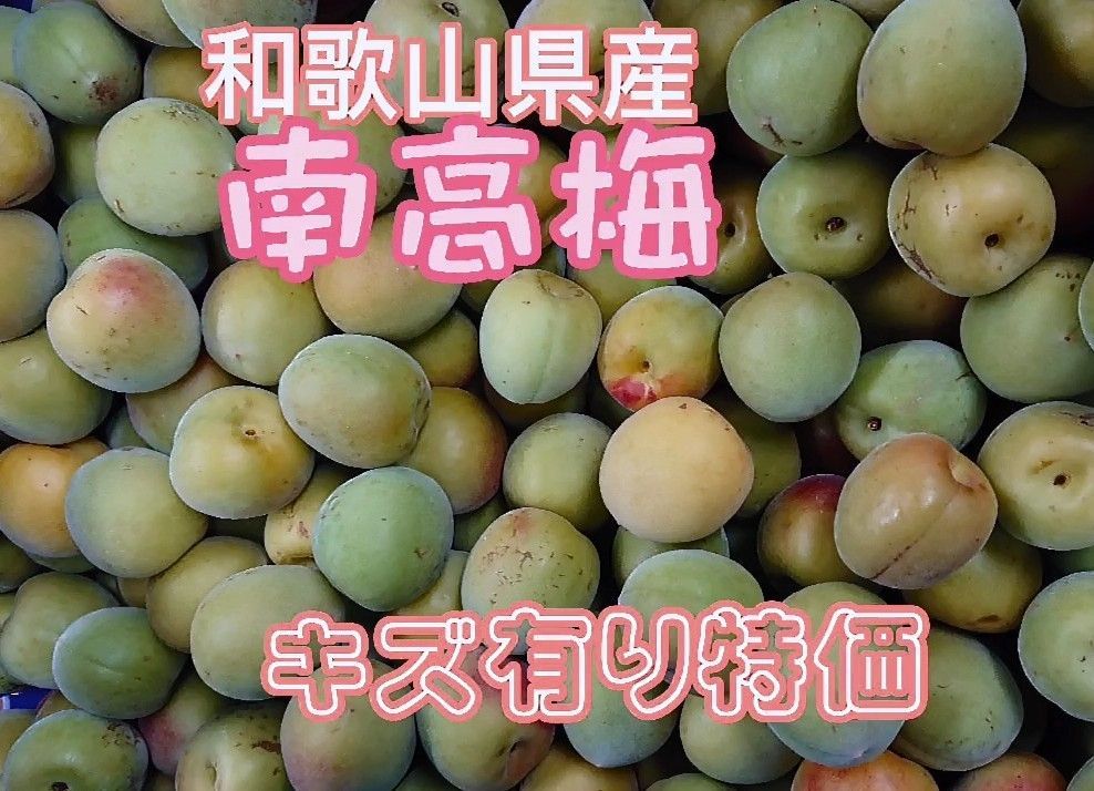 南高梅 キズ有りお徳用20kg 和歌山県産