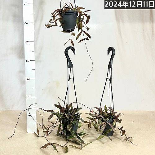 観葉植物 ホヤ シギラティス 3.5号吊り鉢(個体おまかせ1鉢) 多肉植物 インテリア オシャレ カッコイイ - メルカリ