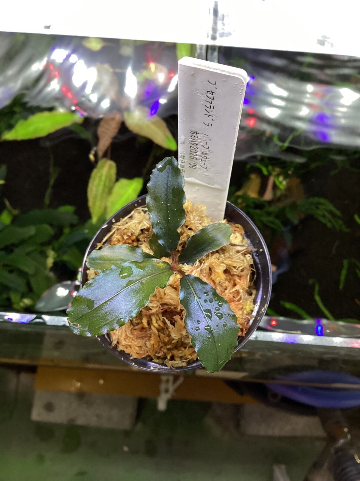 Bucephalandra sp.purple 2020 カミハタ便 Bucephalandra sp.purple 2020 カミハタ便 Bucephalandra sp