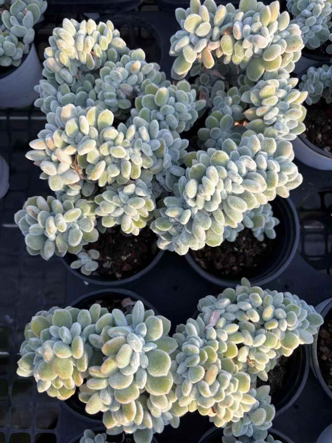 18株の抜き苗セット フロスティ 多肉植物 佐川急便発送 エケベリア 韓国苗 XJB631 YUZUMIYA_COM