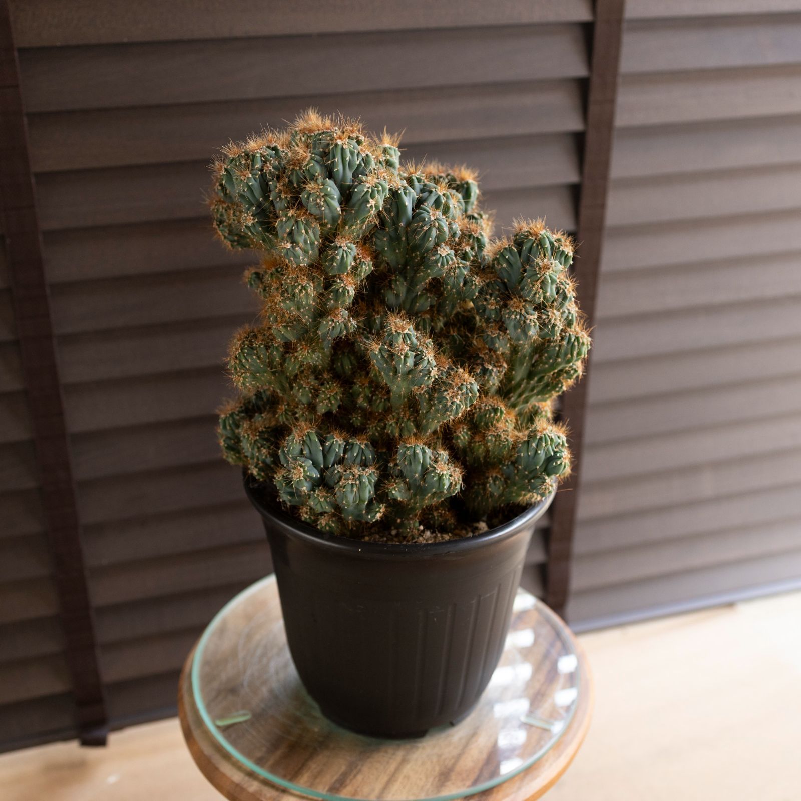 ビルマ翡翠精細彫刻「蓮葉元寳霊芝獅子」(A貨保証)(整理番号:AJ09) ビルマ翡翠精細彫刻「蓮葉元寳霊芝獅子」(A貨保証)(整理番号:AJ09)