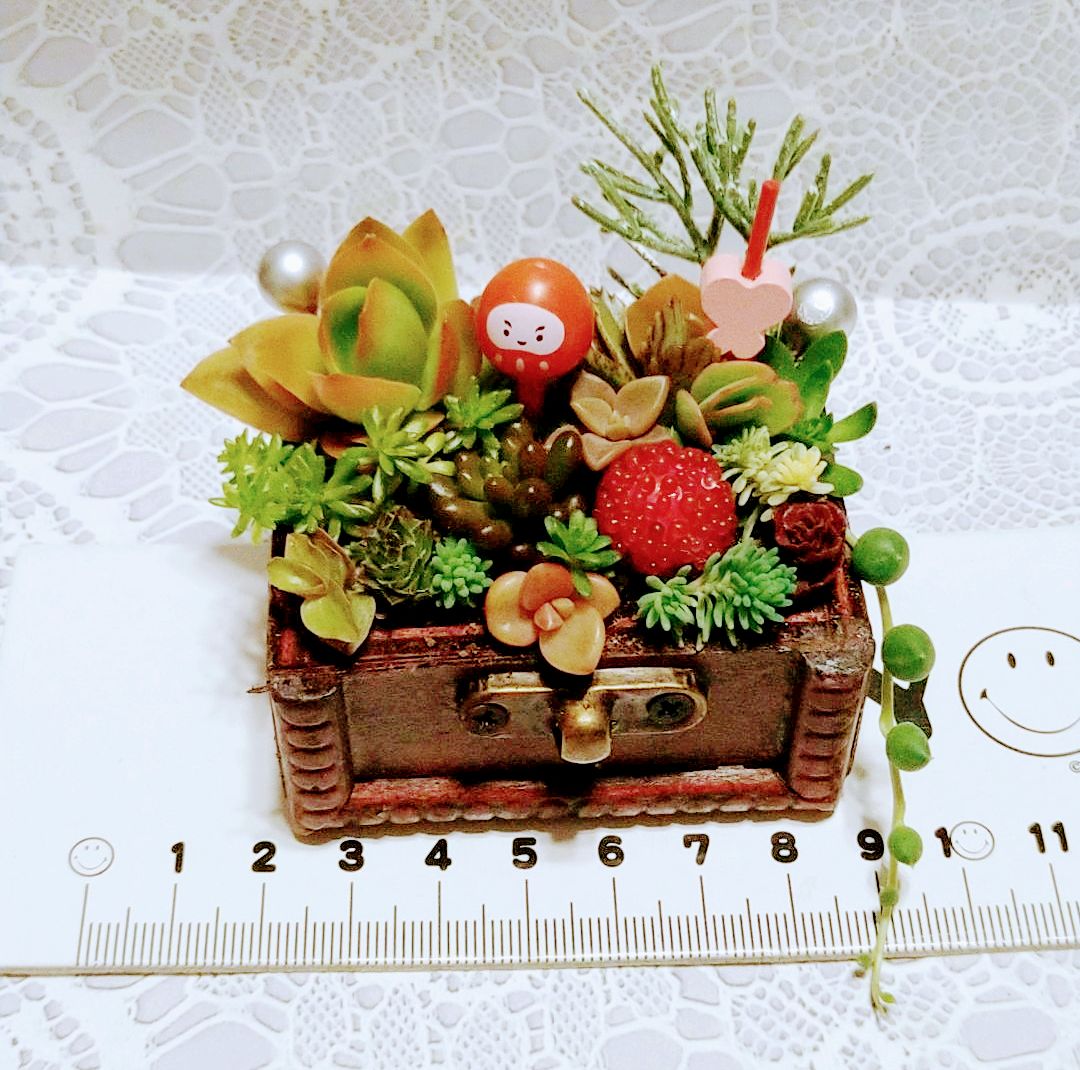 多肉植物☆寄せ植え☆そのまま飾れる☆だるま☆お正月 - メルカリ