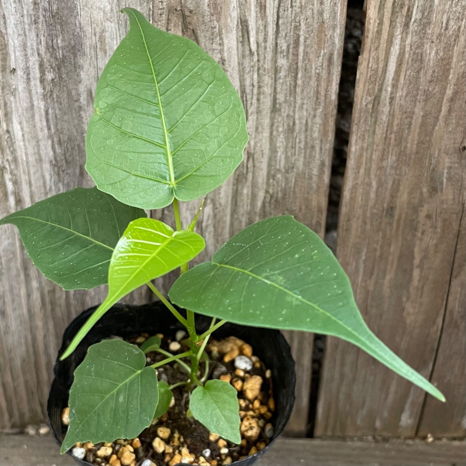 インドボダイジュ 印度菩提樹 ポット発送 第四種郵便 フィカス