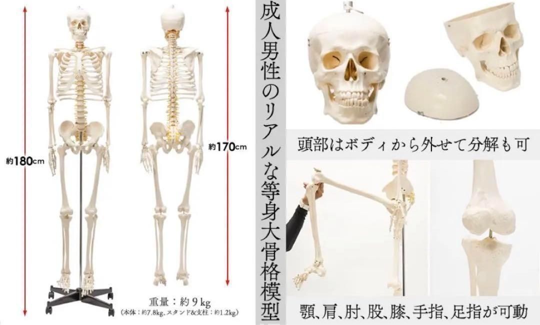 ⭐️新品⭐️等身大 人体模型 170cm神経根有り全身骨格模型 骨格