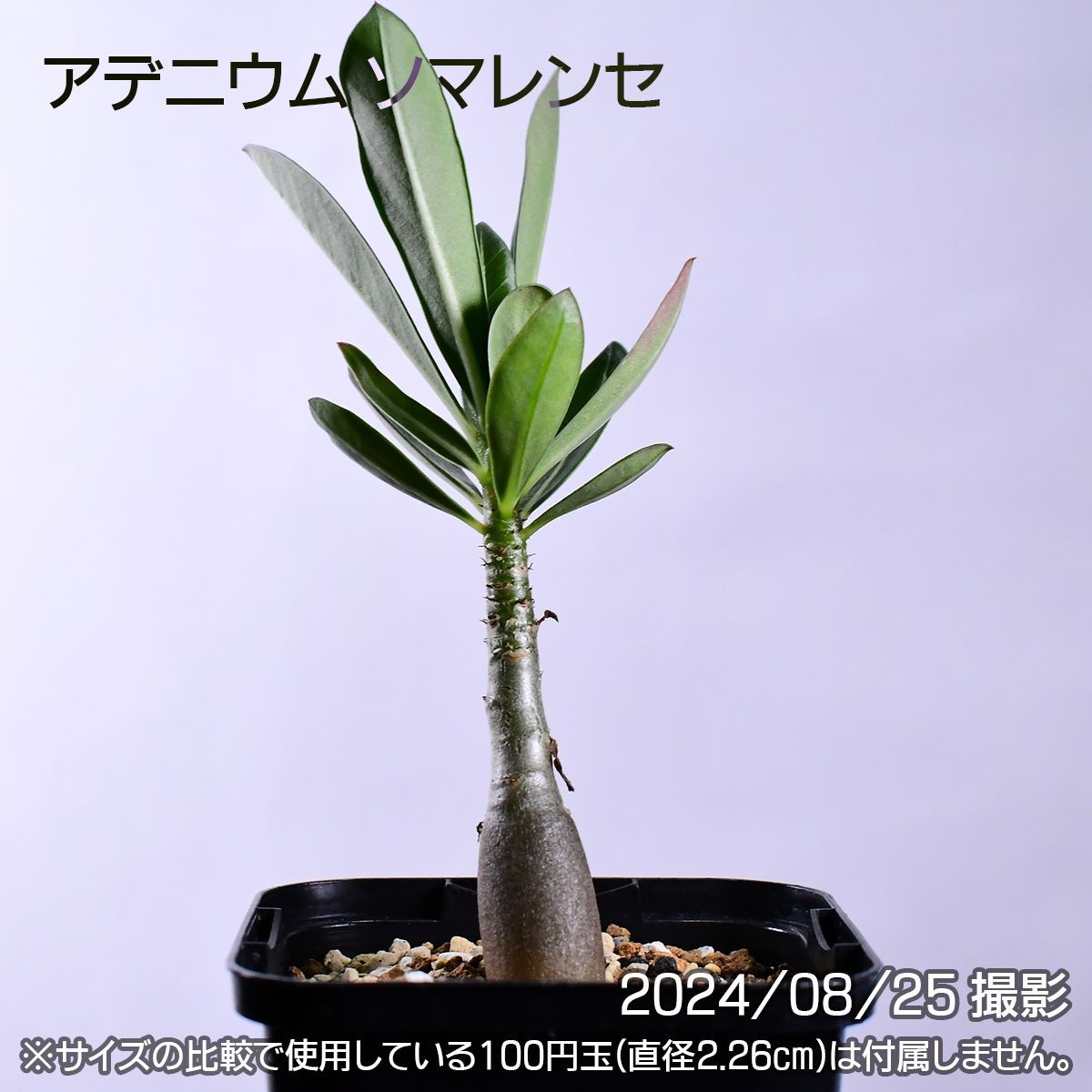 3F9 実生 2株セット アデニウム ソマレンセ コーデックス 塊根植物 アデニウムソマレンセ - メルカリ