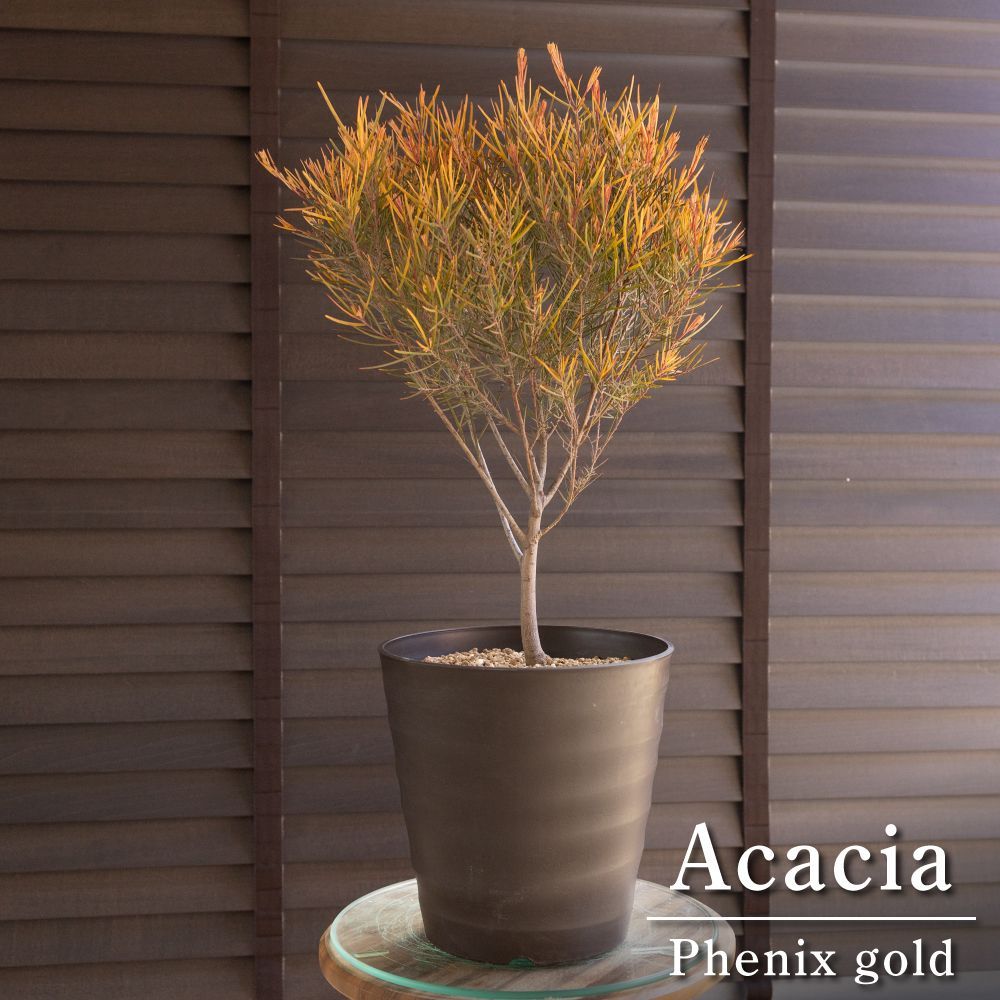 アカシア フェニックスゴールド 7号 Acacia Phenix gold オージー