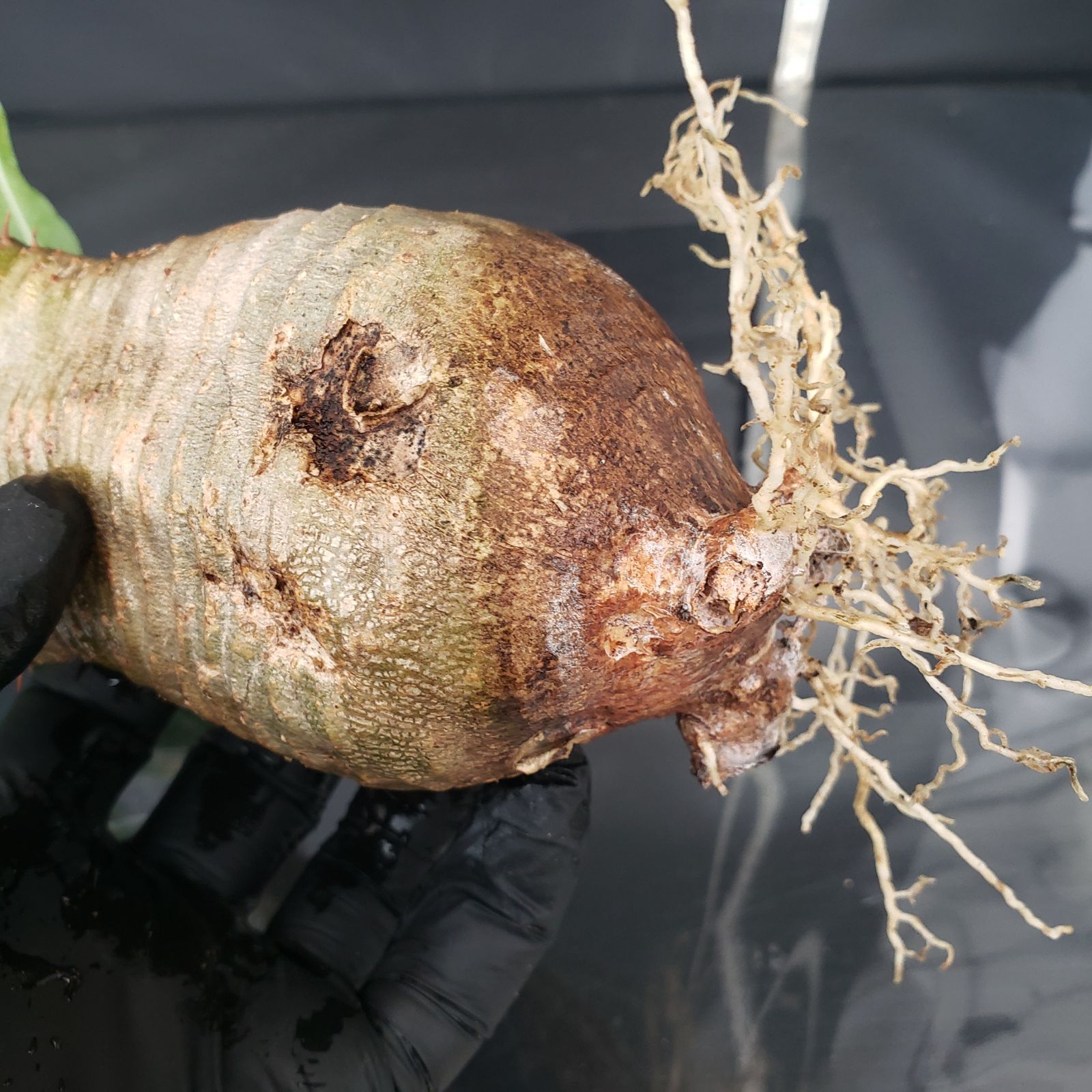 4229 「塊根植物」パキポディウム グラキリス 抜き苗【畑地植え株・発