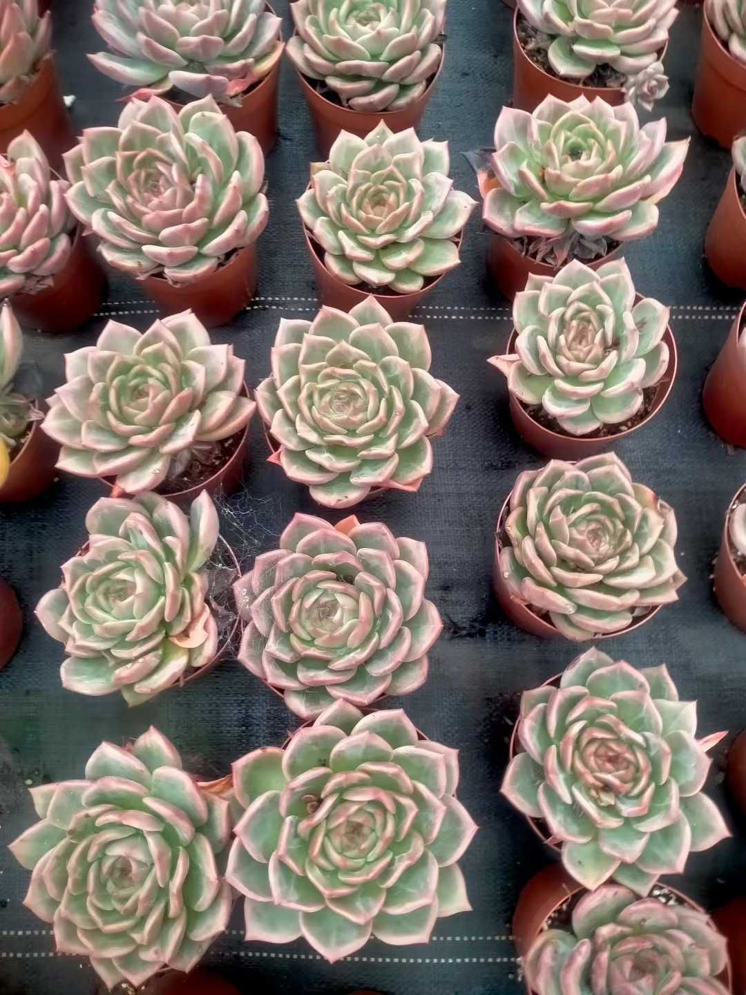 【20.琥珀＊多肉植物販売会】 20.琥珀＊多肉植物販売会】