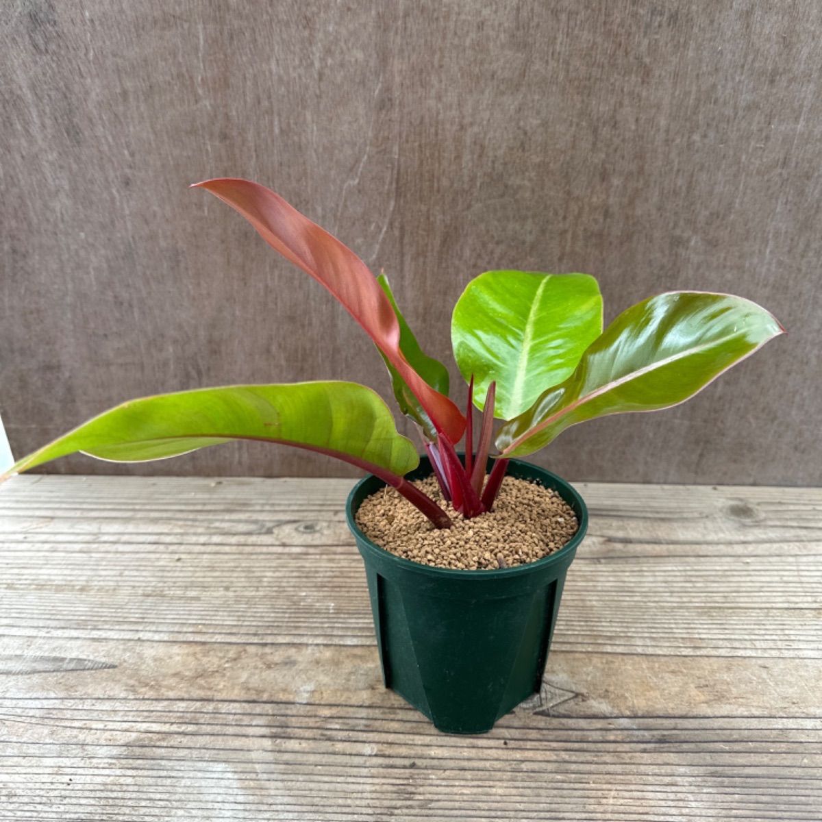 サンプル】フィロデンドロン プリンスオブオレンジ Philodendron prince of orange フィロデン 観葉植物 観葉 植物 珍奇植物  珍奇 珍しい インテリア おしゃれ かわいい - メルカリ