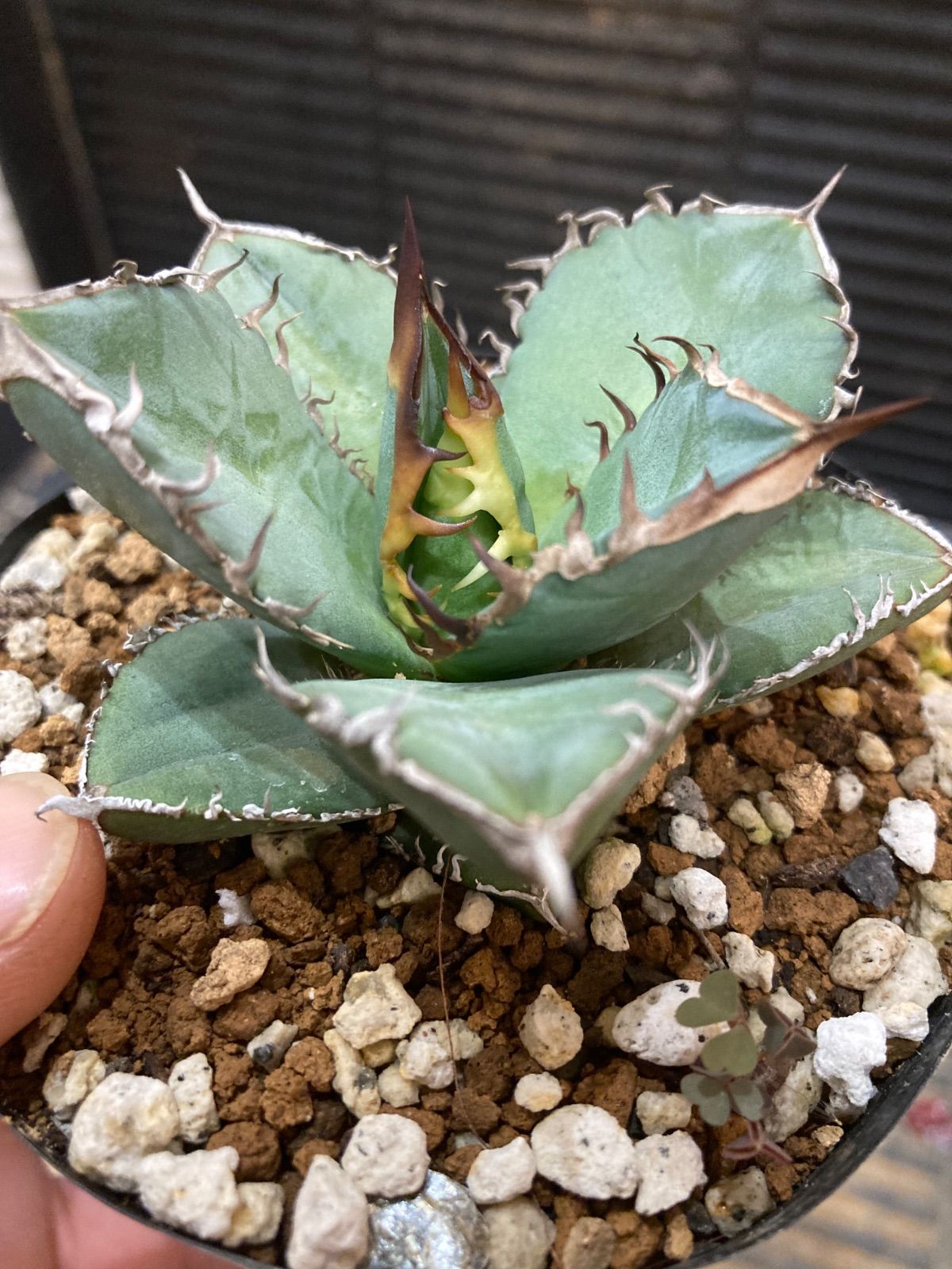 観葉植物 アガベ オテロイ実生 10