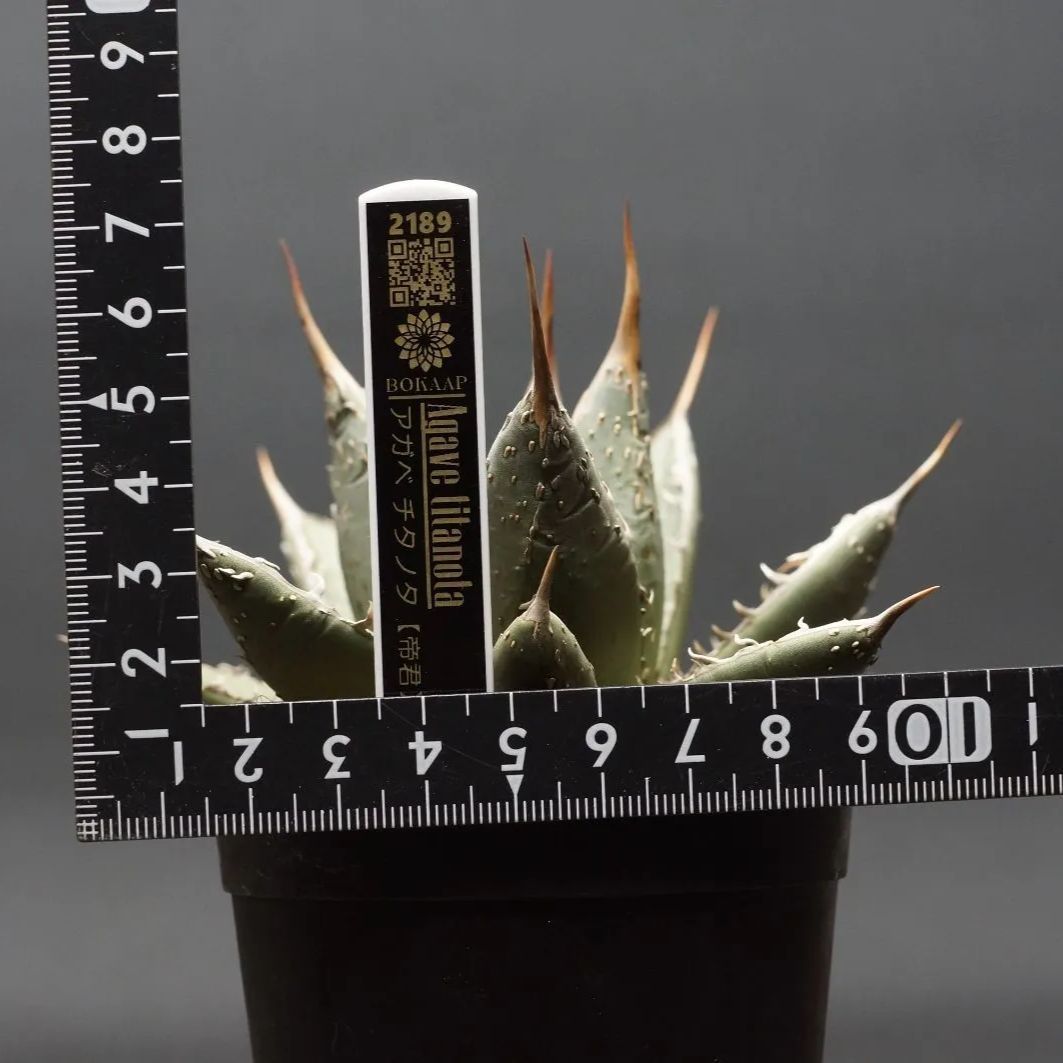 帝君 管理2189