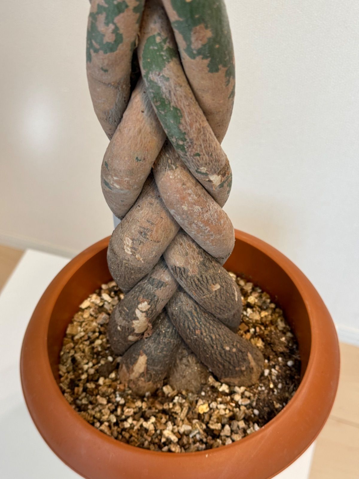 パキラ アクアティカ ねじり 2 パキラ アクアティカ ねじり ファイバー