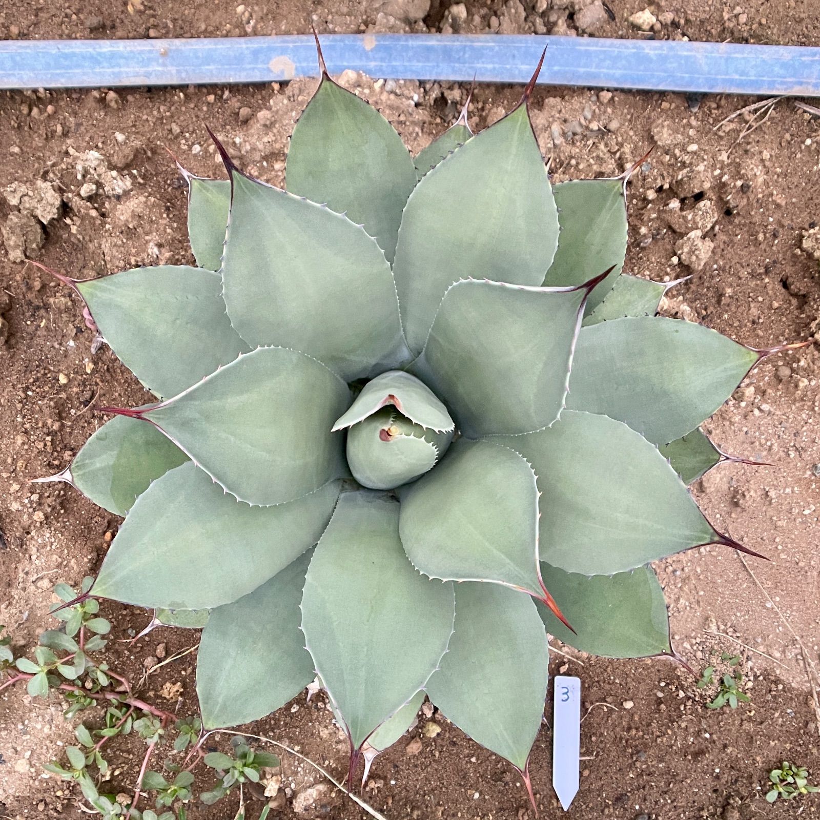 希少 レア アンスリウム ドラヤキx (ミシェル x ザラ F3) 観葉植物