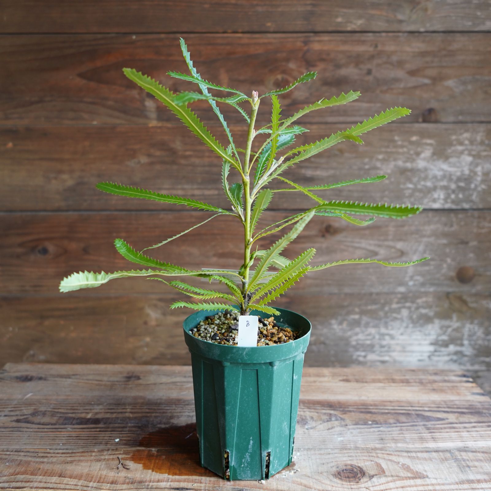 ウォールムバンクシア　アエムラ　鉢植え　ワイルドフラワー　オージープランツ ウォールムバンクシアアエムラ 鉢植え23 苗 ワイルドフラワー オージー