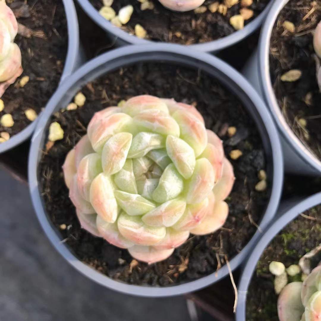 N*y様 M778　キャビア　70株　多肉植物 抜き苗 エケベリア 韓国苗 N*y様 M778 キャビア 70株 多肉植物 抜き苗 エケベリア 韓国苗 M778