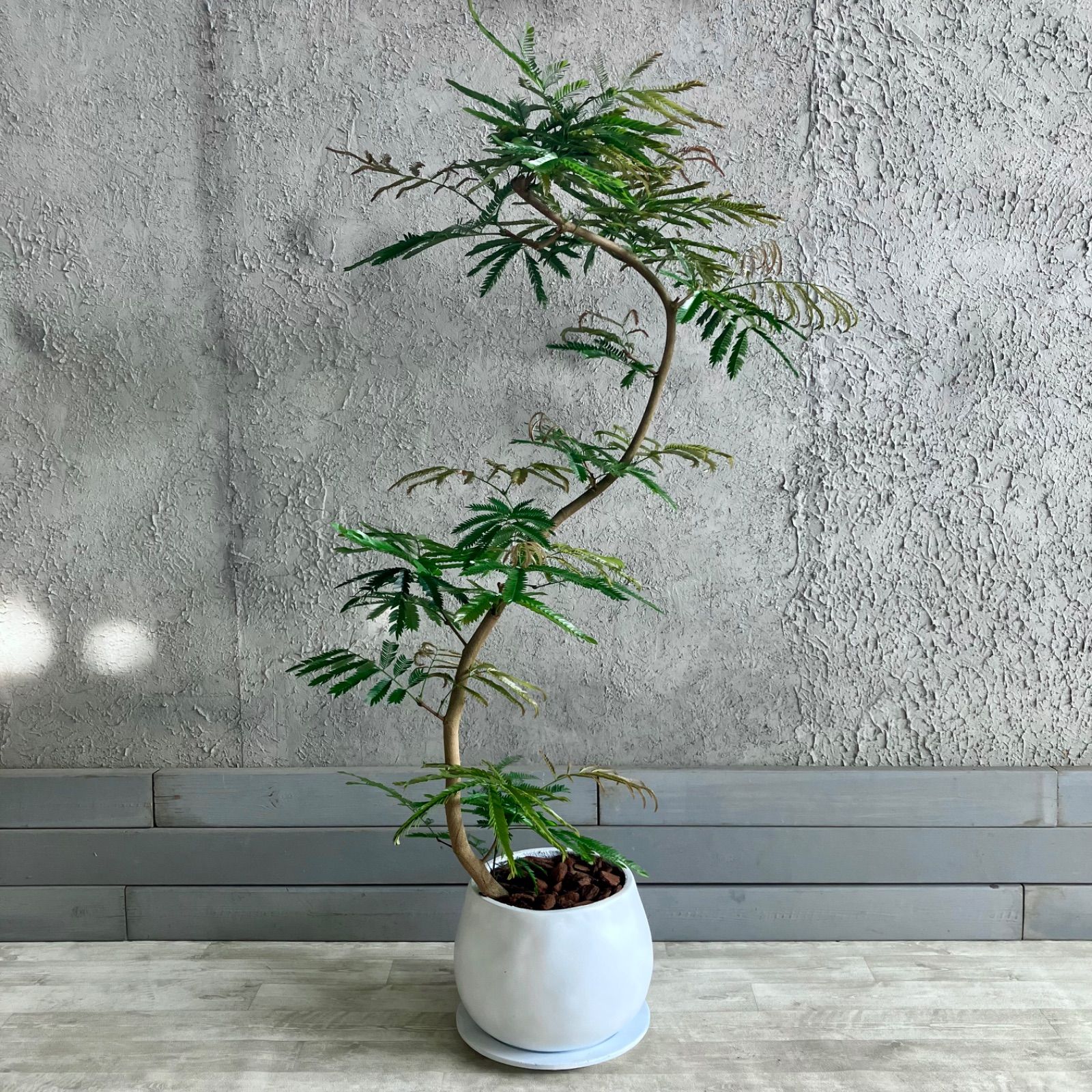 テラコッタ性鉢植え