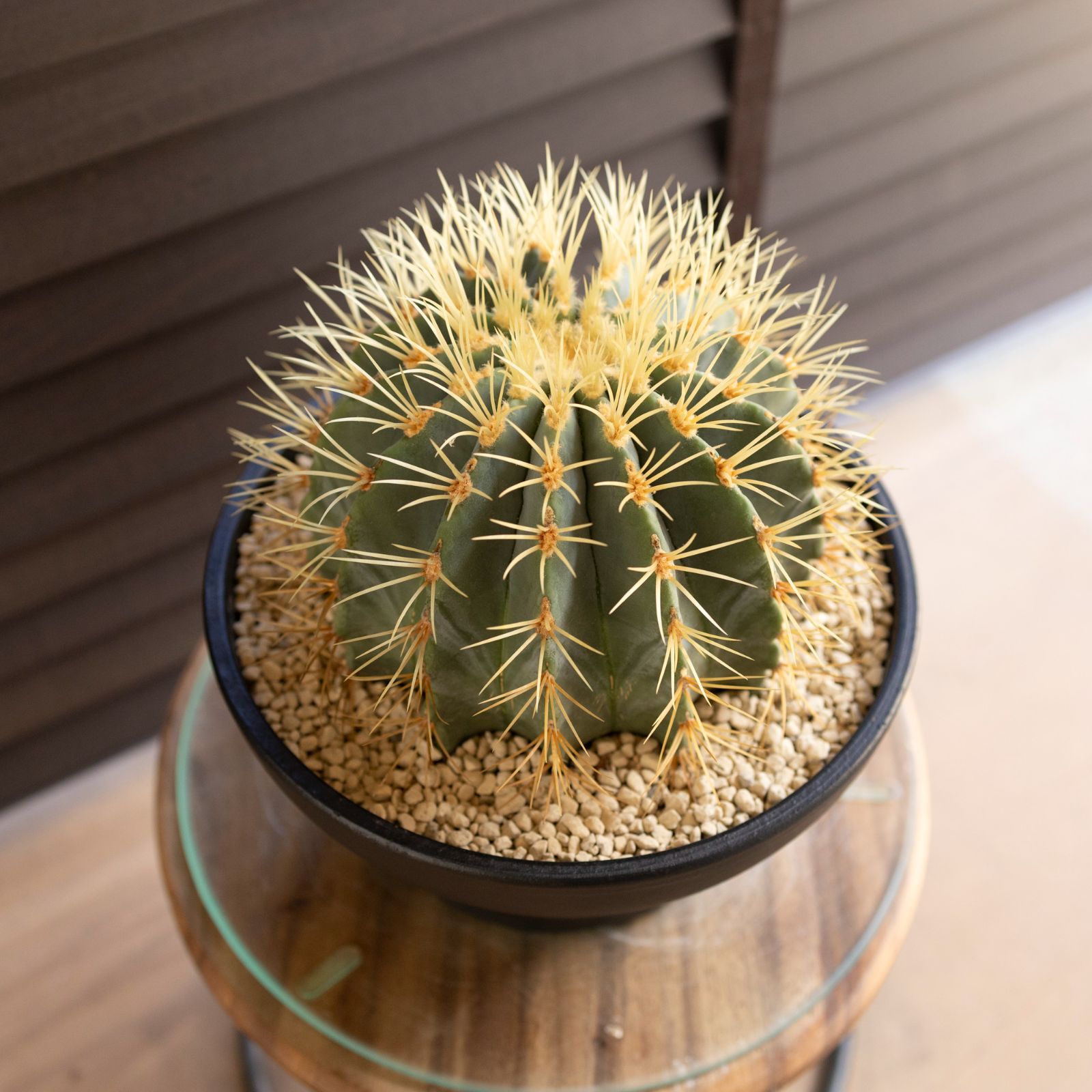 発根済】24cm 王冠竜 フェロカクタス ブルーバレルカクタス