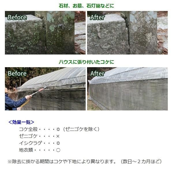 苔