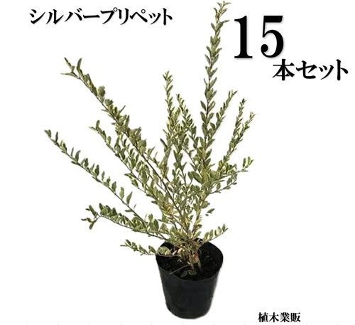 15本セット シルバープリペット樹高0.4m前後15cmポット