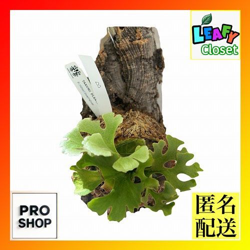観葉植物 コウモリラン ビカクシダ リドレイ ドワーフ シルバー 個体B 現品 インテリアグリーン 壁掛け おしゃれ かわいい 506253