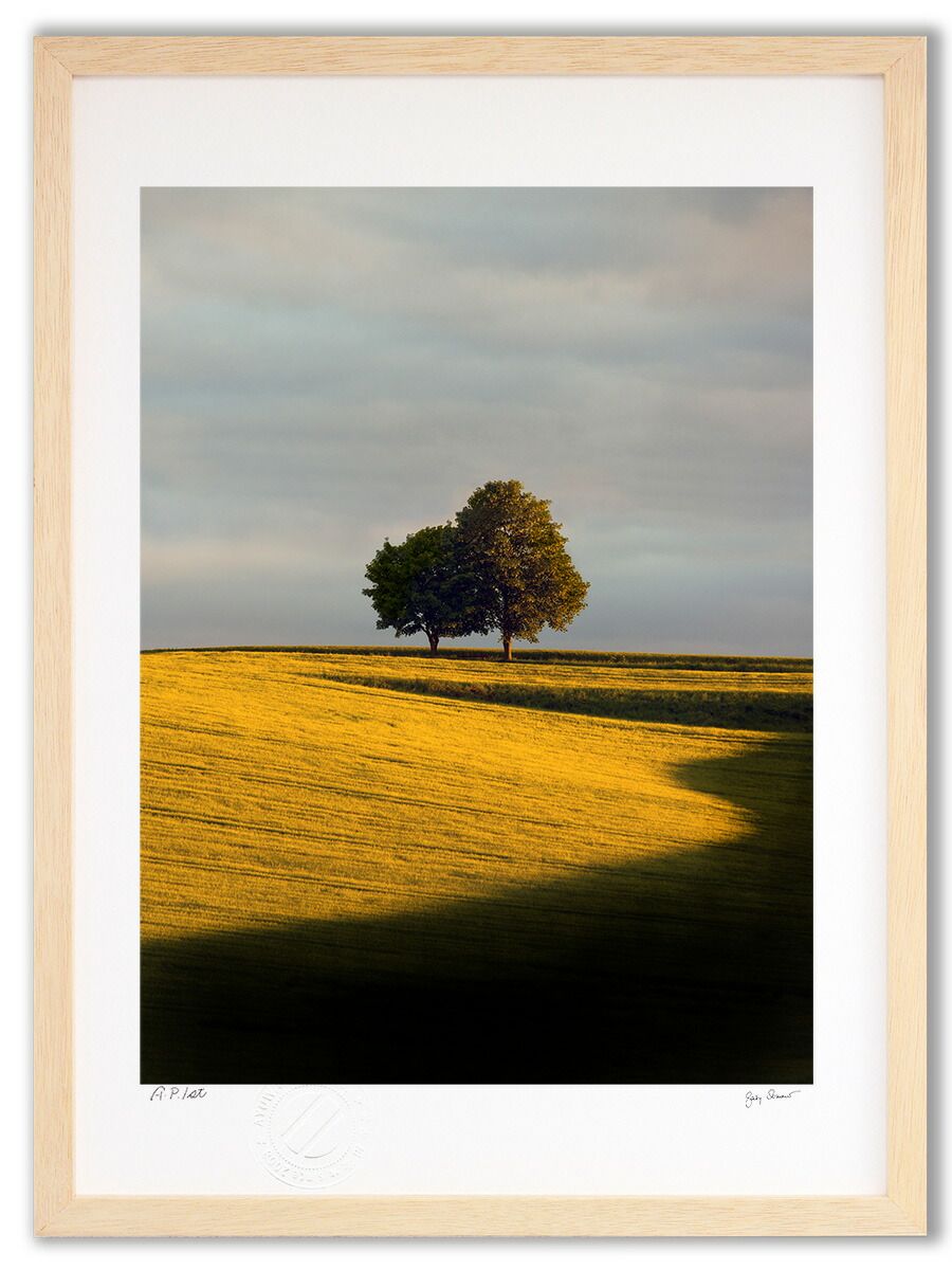 アートフォト 絵画 壁掛け サマーゴールド Summerg |インテリア 壁掛け 額入り 額装込 風景画 油絵 ポスター アート アートパネル リビング 玄関 プレゼント モダン アートフレーム おしゃれ 飾る Mサイズ