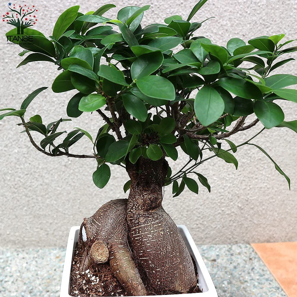 特価商品】ミクロネシア など○初心者にも丈夫で育てやすい観葉植物！原生地では20mにもなる高木ですが、盆栽仕立てのように鉢植えにして小さくして楽しみます。幹の途中から気根という根をだし、地面に付くと太くなり、ガジュマルの木を支える支柱根となります。地植えに  ...