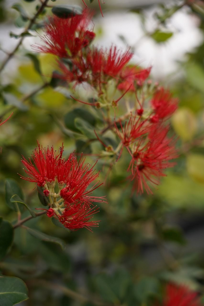 ☆生産直売☆千葉県産 オヒアレフア Ohia lehua 3号（9ｃｍ）ポット苗 Metrosideros polymorpha フトモモ科  ポットのまま発送 - メルカリ