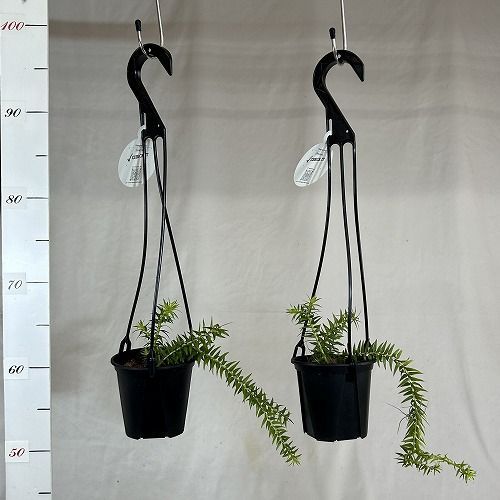 フペルジア nangklay 鉢入り メルカリ便発送 観葉植物 葉傷みあり フペルジア フレグマリア 4号吊り鉢(個体