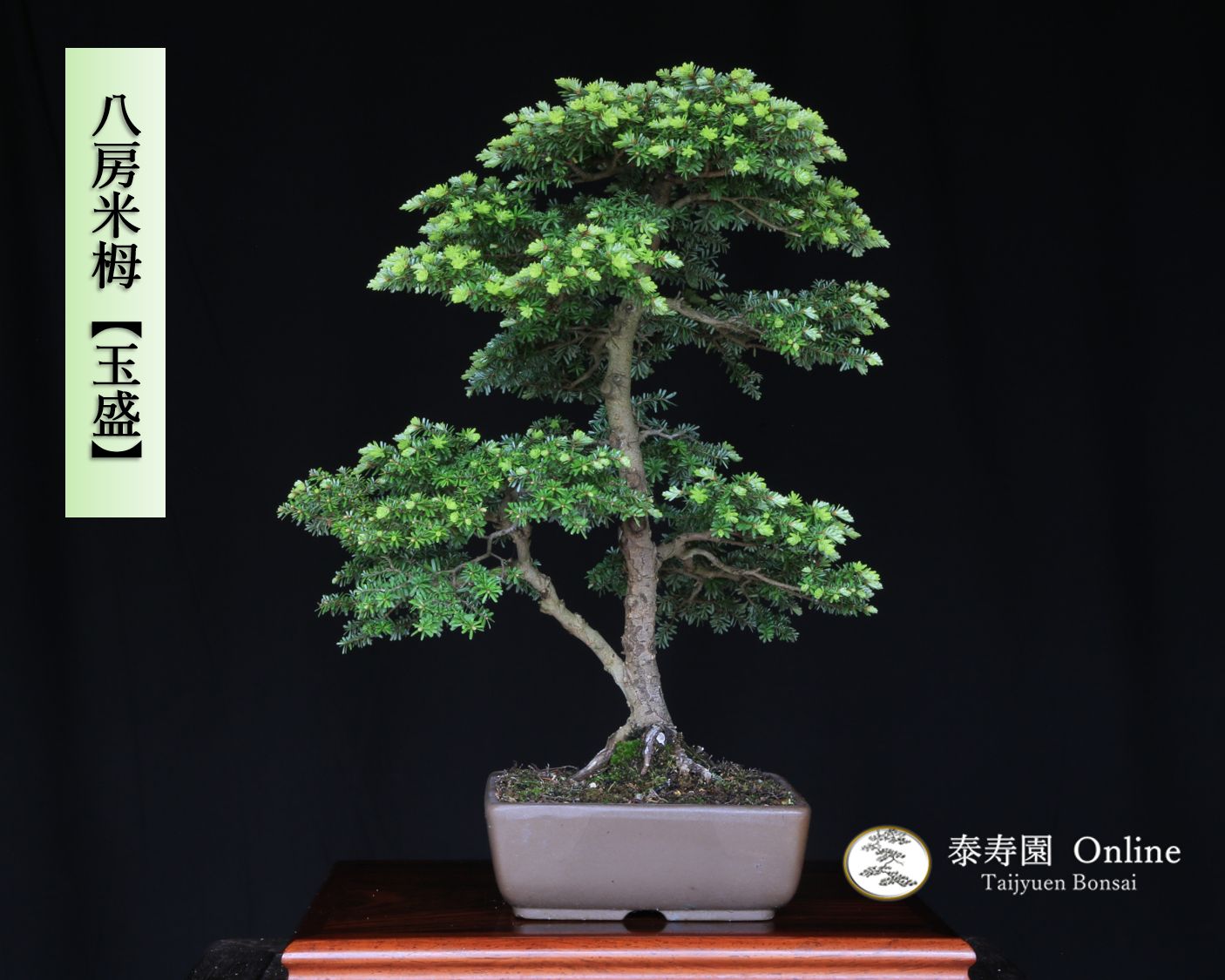 八房米栂 コメツガ 玉盛 ギョクセイ 挿し木 泰寿園 Online 現品 松 盆栽 松柏 室内 鑑賞 趣味 卓上盆栽 盆栽鉢 グリーン 和 ギフト プレゼント 贈答品 小品盆栽 誕生日 母の日 父の日 敬老の日 記念日 お祝い インテリア3