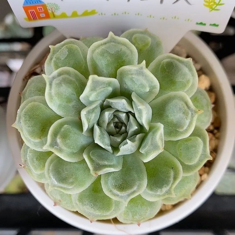 ハートチョイス 多肉植物 韓国苗 抜き苗 - メルカリ