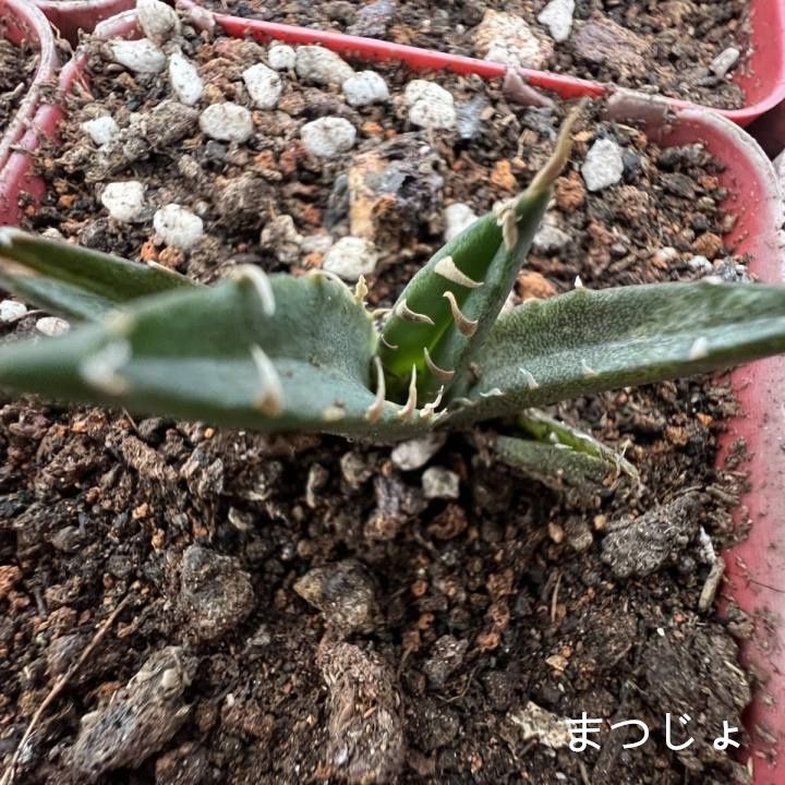 アガベ 多肉植物 鬼爪 良株 4-6cm 根付き 根付き - メルカリ