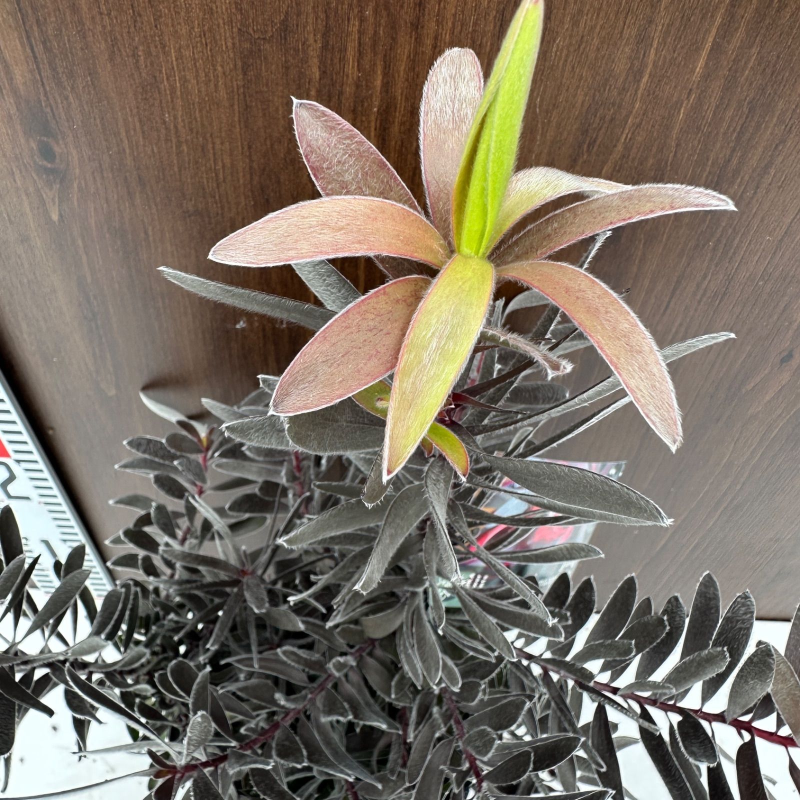 オージープランツ