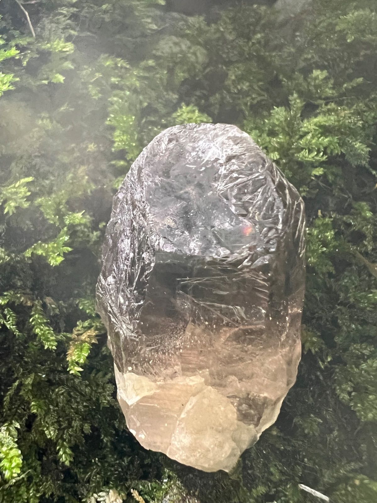 龍脈の精髄 ― 宮崎産 虹入り成長干渉煙水晶 祓いと覚醒 希望の光 保護猫活動支援