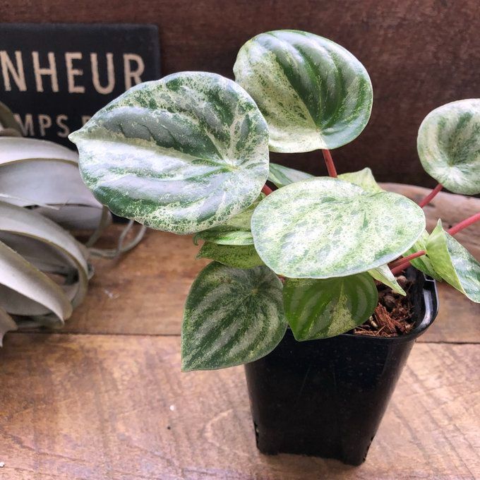 ●ポットごと♡雪兎♡斑入り♡サンデルシー♡希少♡スイカぺぺ♡ぺぺロミア♡観葉植物 ポットごと 雪兎 斑入りサンデルシー 希少 斑入りスイカぺぺ