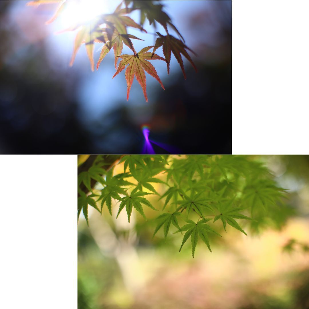 整備/試写済・完動品☆」OLYMPUS OM-SYSTEM G・ZUIKO 55mm f1.2 付属品