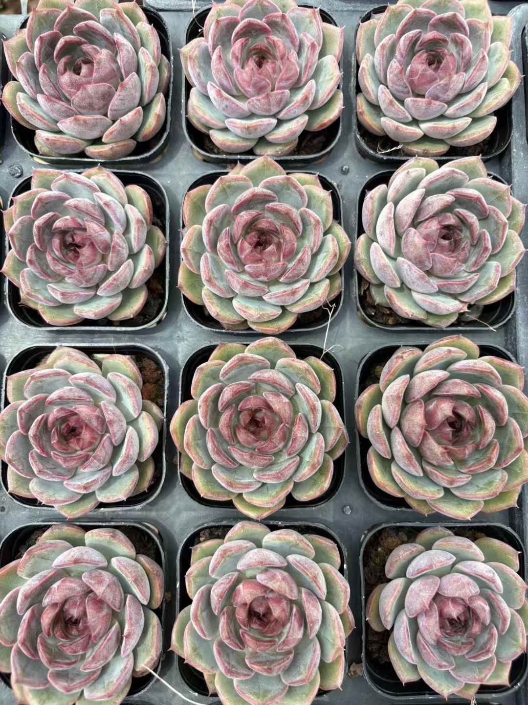 50株の抜き苗セット】ブルーベリー 多肉植物 佐川急便発送 エケベリア