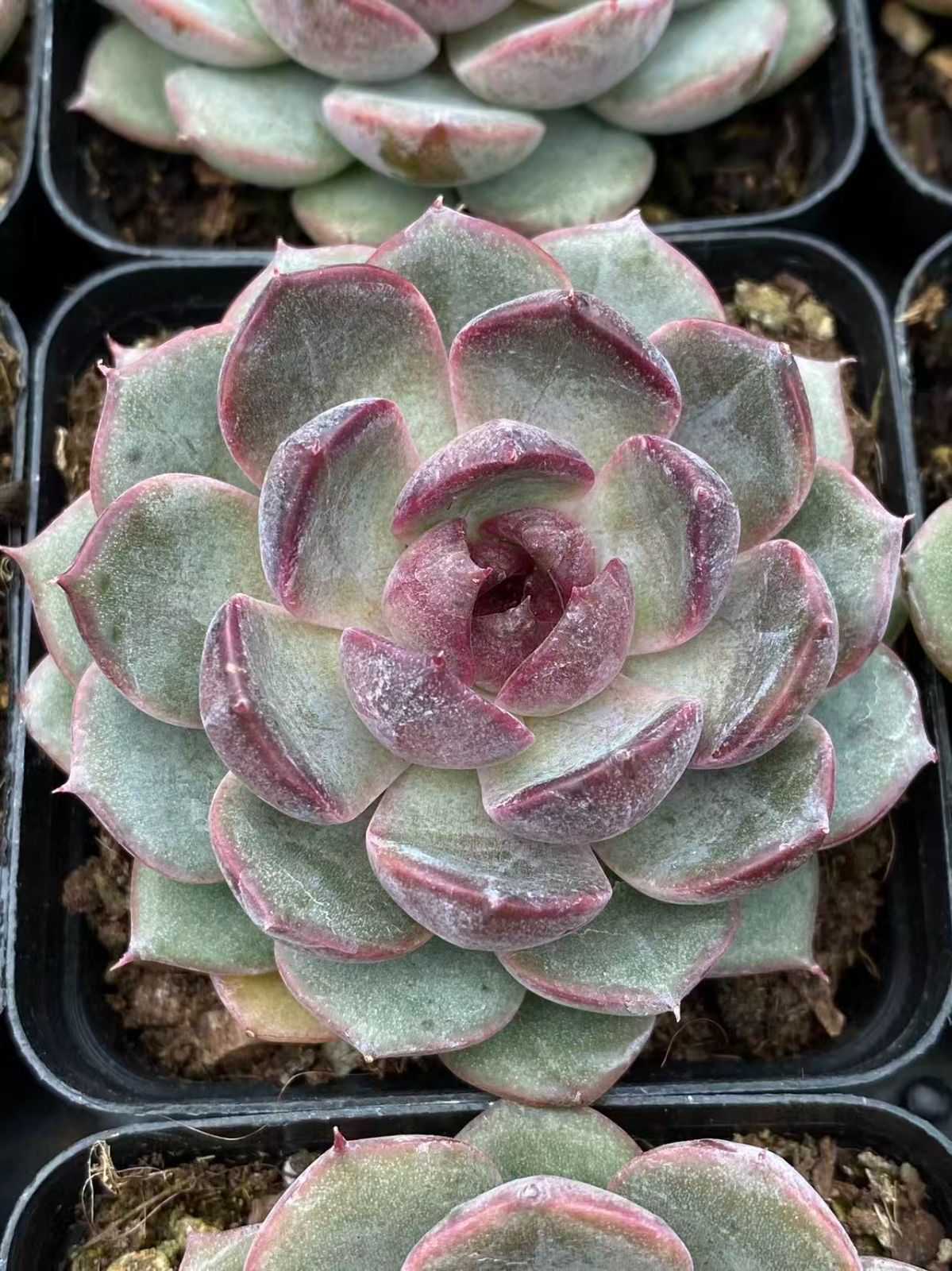 ZM1716×70 ブルーベリー 抜き苗 多肉植物 アエオニウム エケベリア 韓国苗