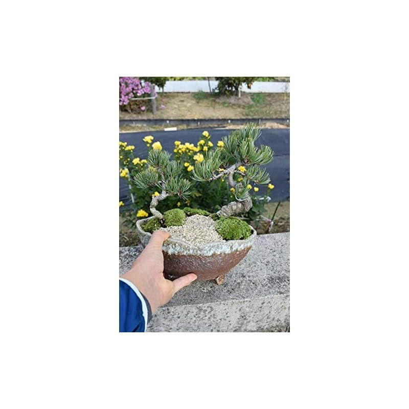 ♥ 祝松盆栽 寄せ植え五葉松盆栽 0 STEELWINDOWSANDDOORS_COM