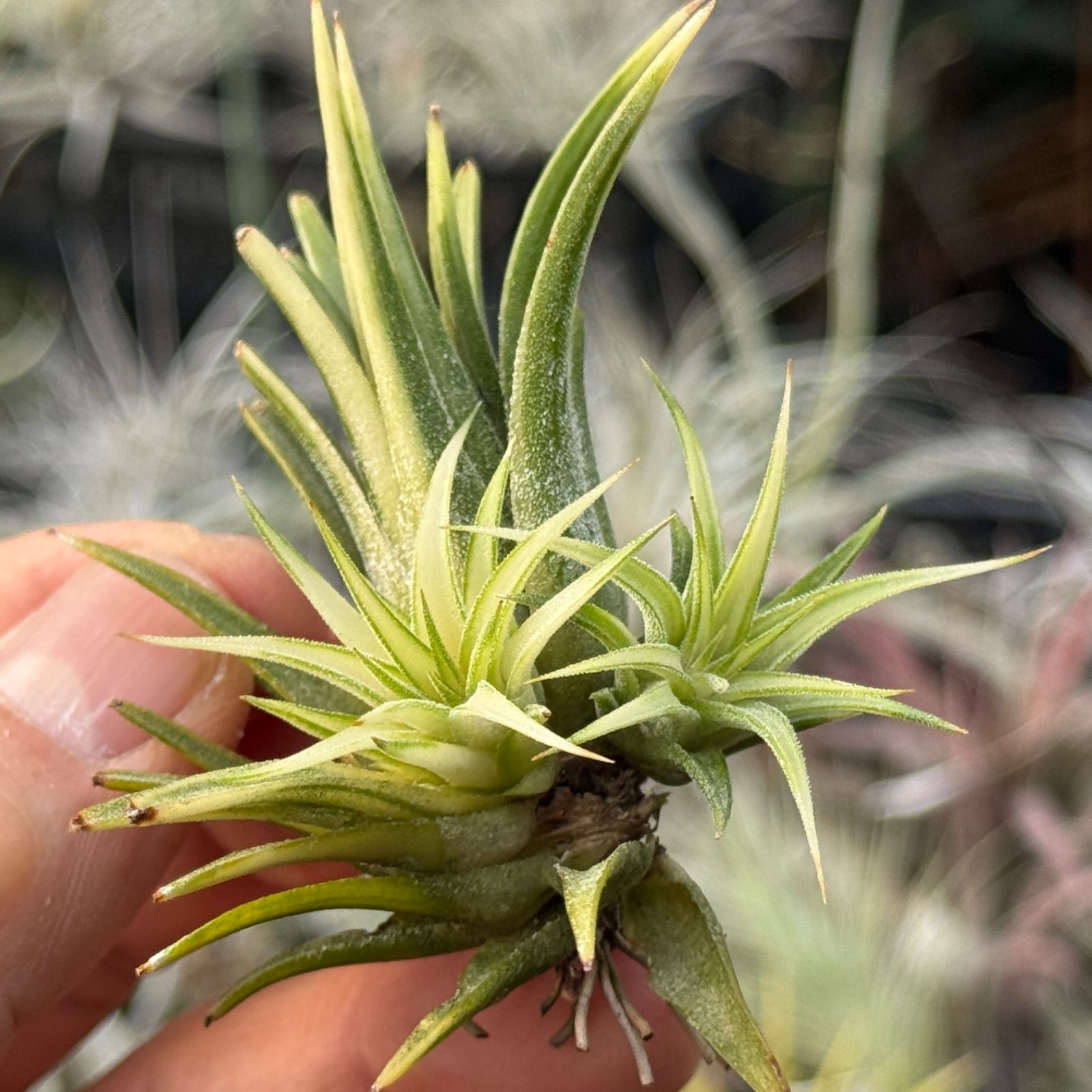 Tillandsia