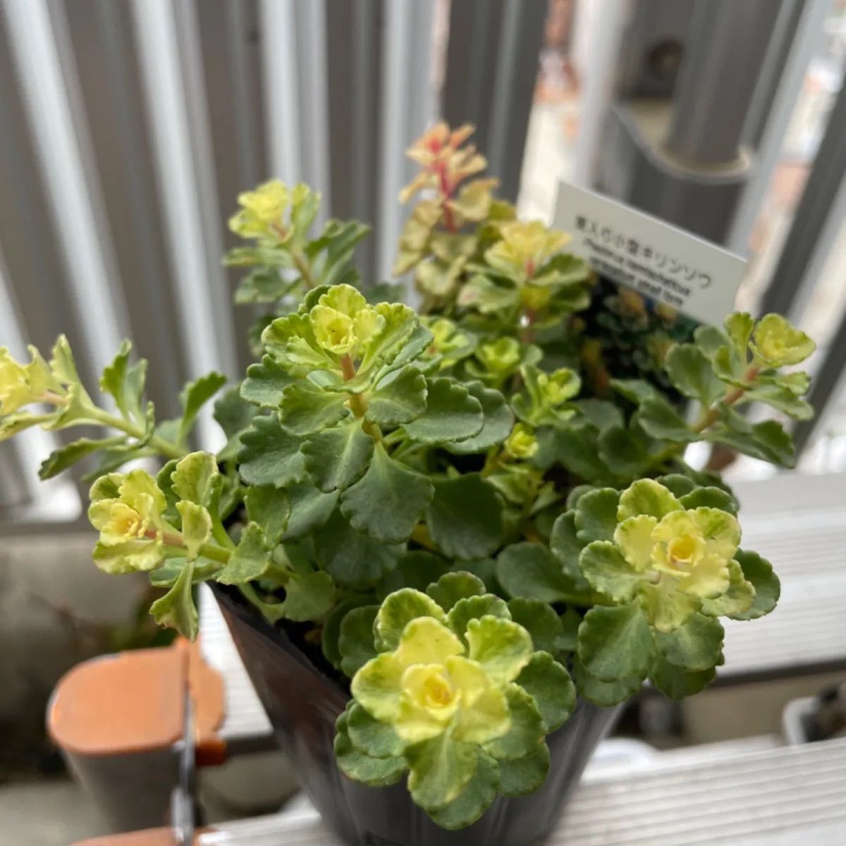 斑入り小型キリンソウ❣️札付き❗️多肉植物 抜き苗 - メルカリ