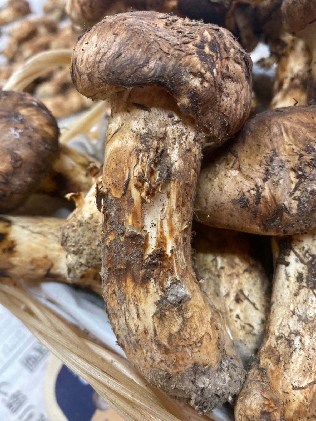 国産松茸ご家庭用500g!!今朝採れたて!! - メルカリ 国産松茸ご家庭用500g!!今朝採れたて!! - メルカリ