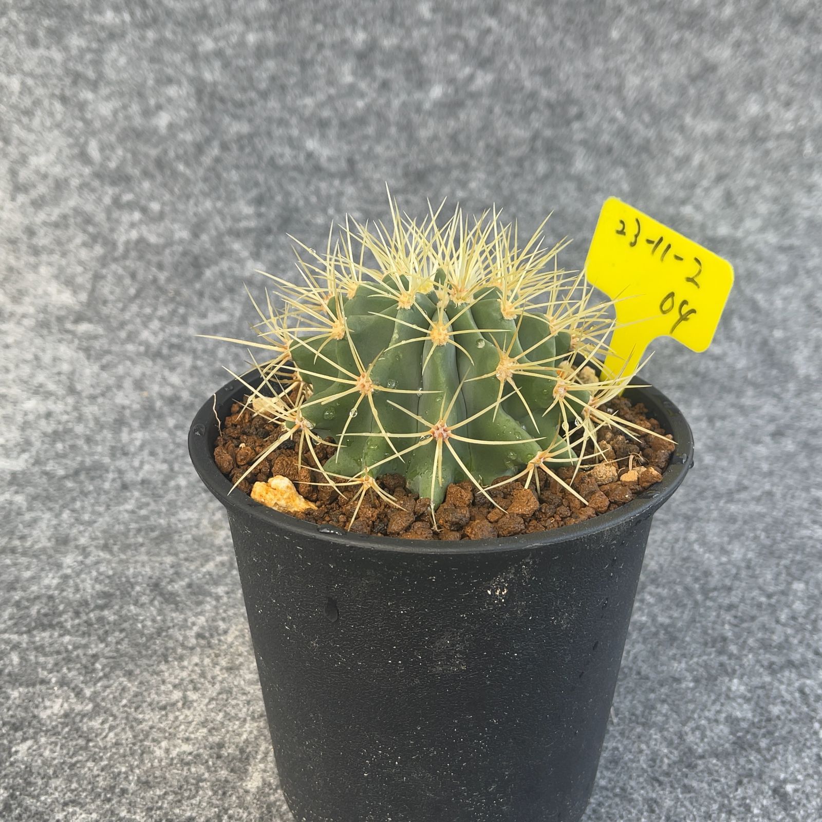 鉢ごと発送】サボテン 王冠竜(おうかんりゅう) Ferocactus glaucescens