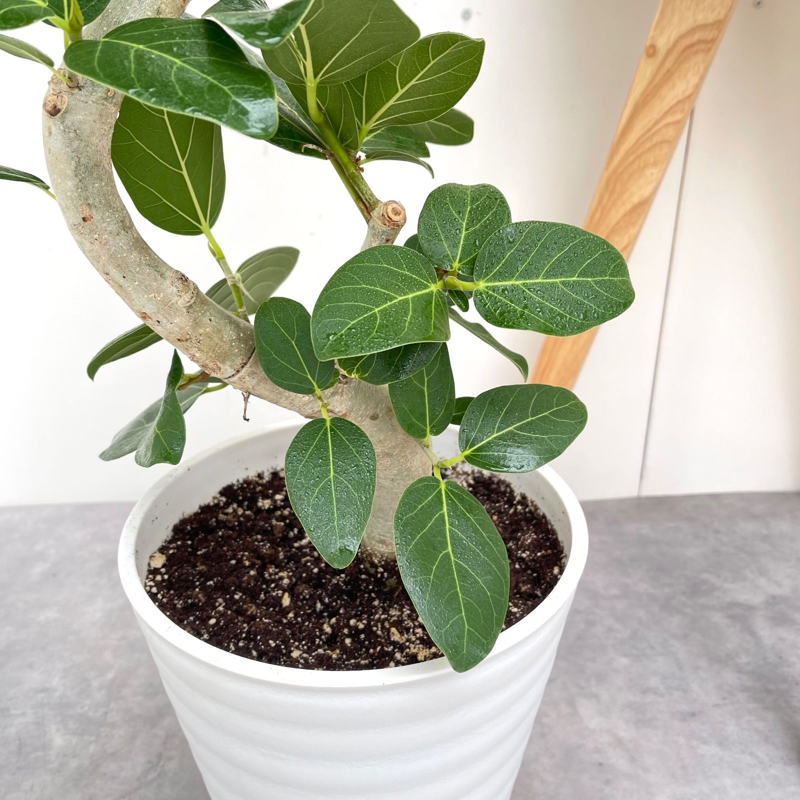 フィカス　ベンガレンシス　曲がり　13 フィカス ベンガレンシス 曲がり 13【現品】観葉植物 大型 室内