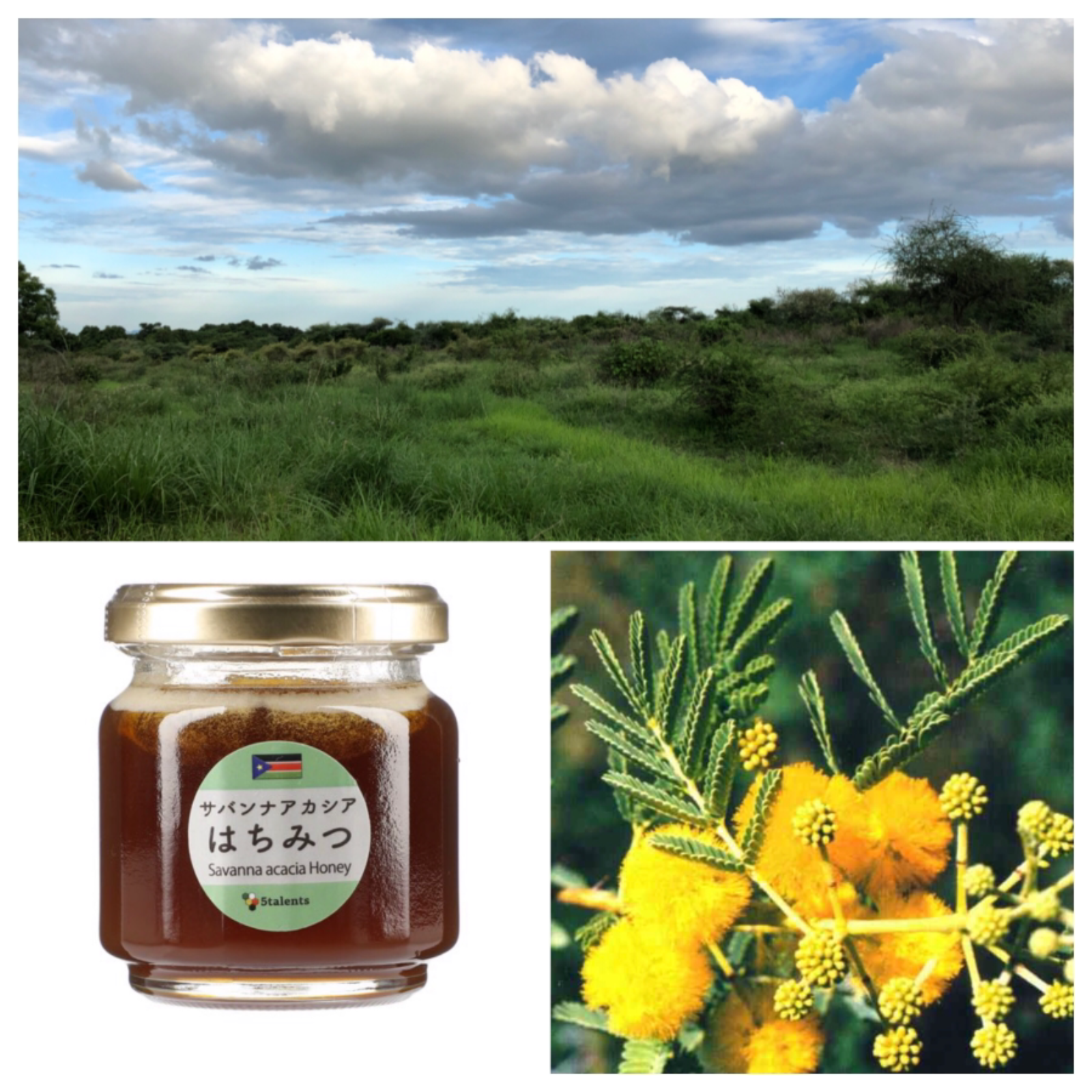メルカリshops サバンナアカシアはちみつ