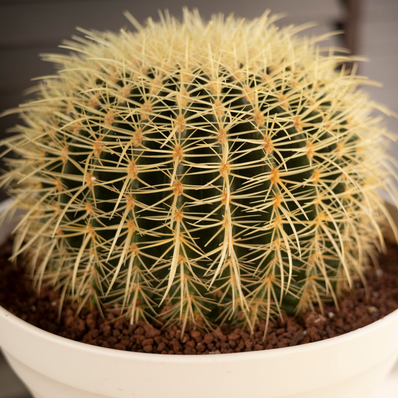 金鯱サボテン 特大サイズ約35cm玉 抜き苗(Echinocactus grusonii 