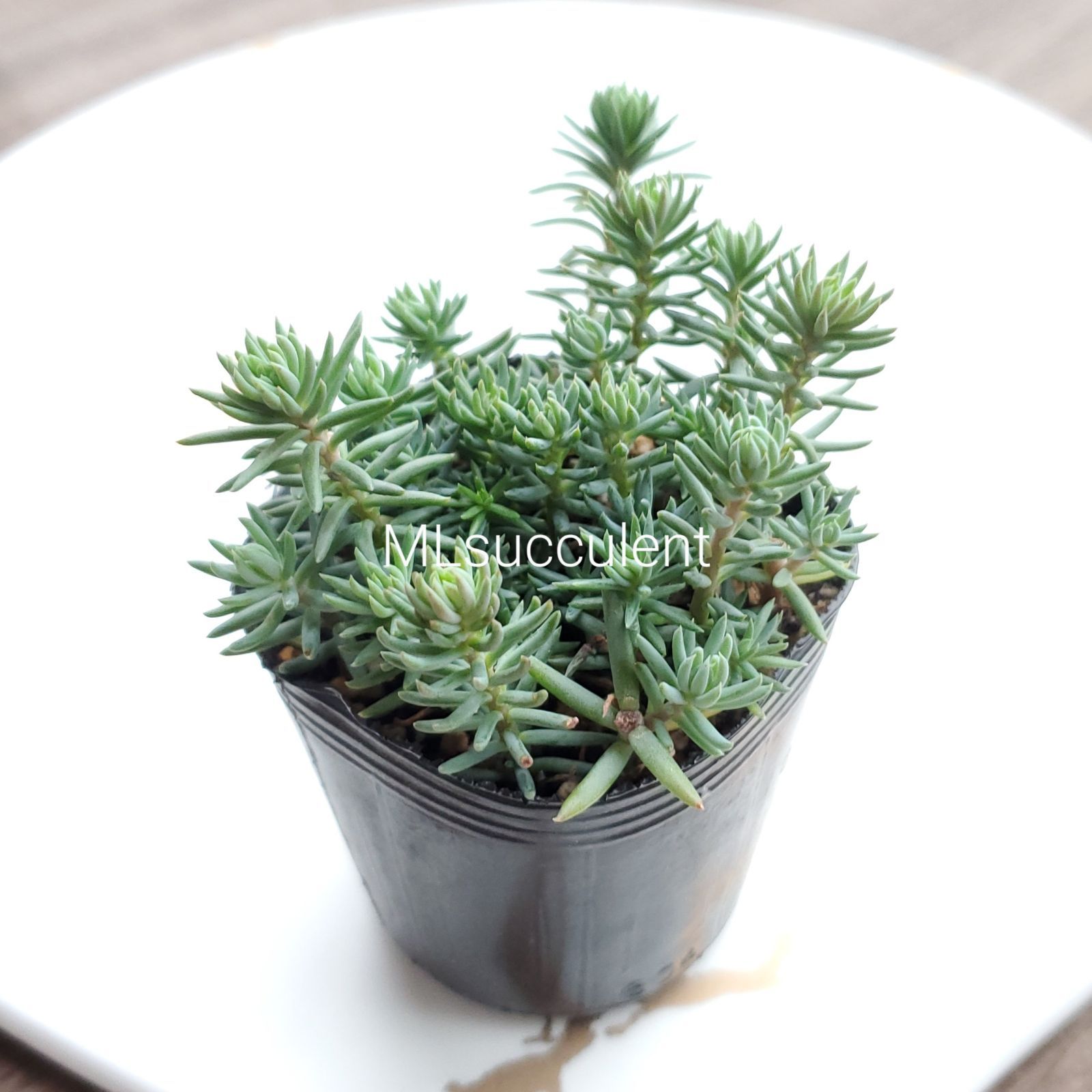 シルバーペット 抜き苗 多肉植物 セダム - メルカリ