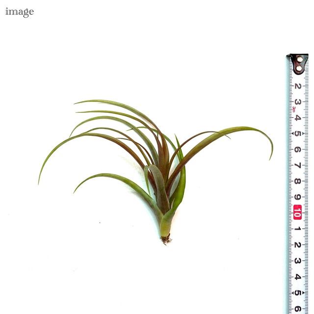 チランジア ラウトネリ (エアープランツ ティランジア lautneri