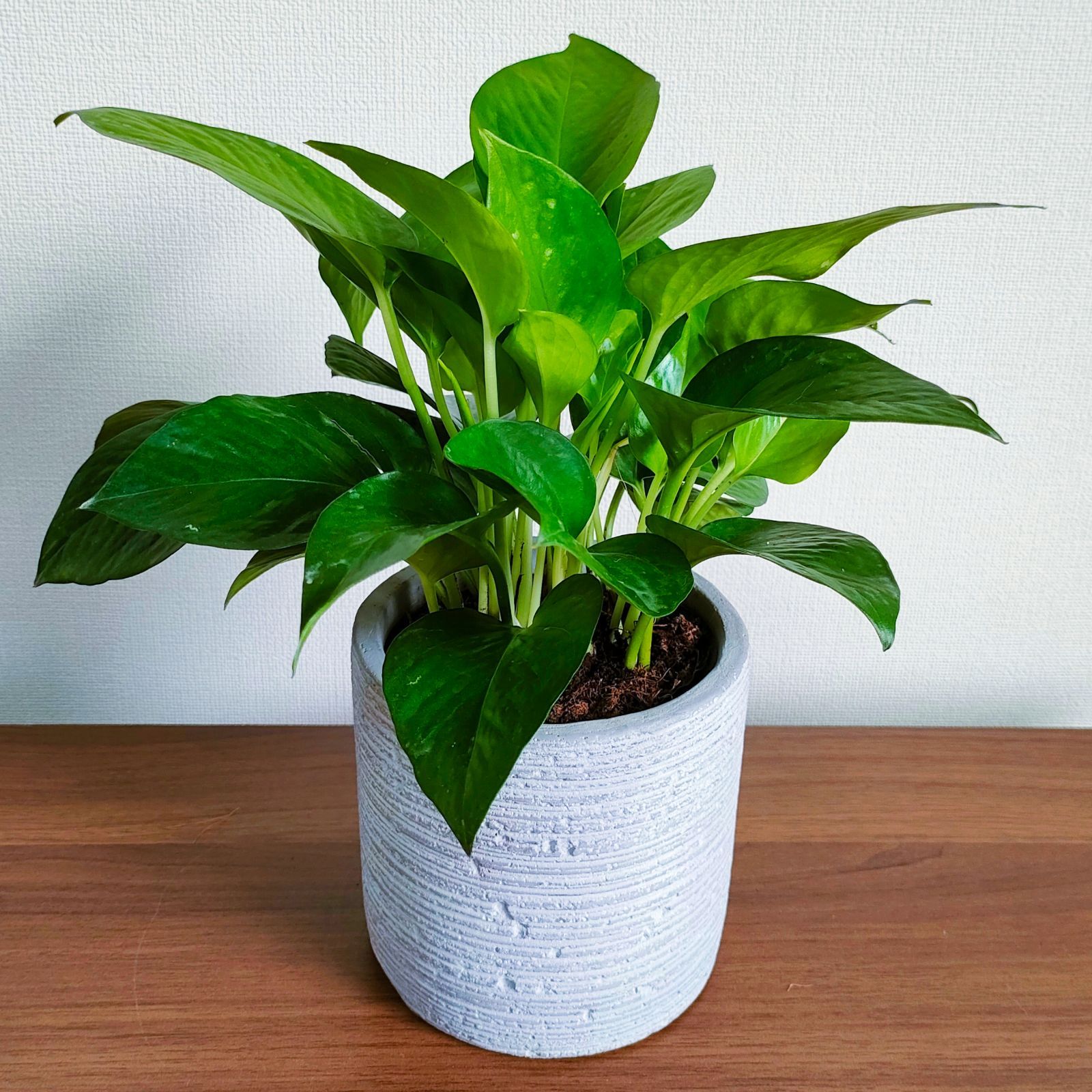 メルカリ便発送‼︎　リップルエフェクト　5号鉢付き発送‼︎ メルカリ便発送‼︎ リップルエフェクト 5号鉢付き発送