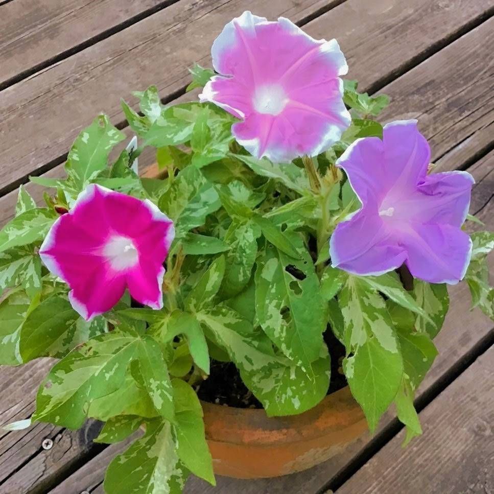 お花の種】つるなし朝顔☆カラフルミックス 種子 約10粒！ - メルカリ