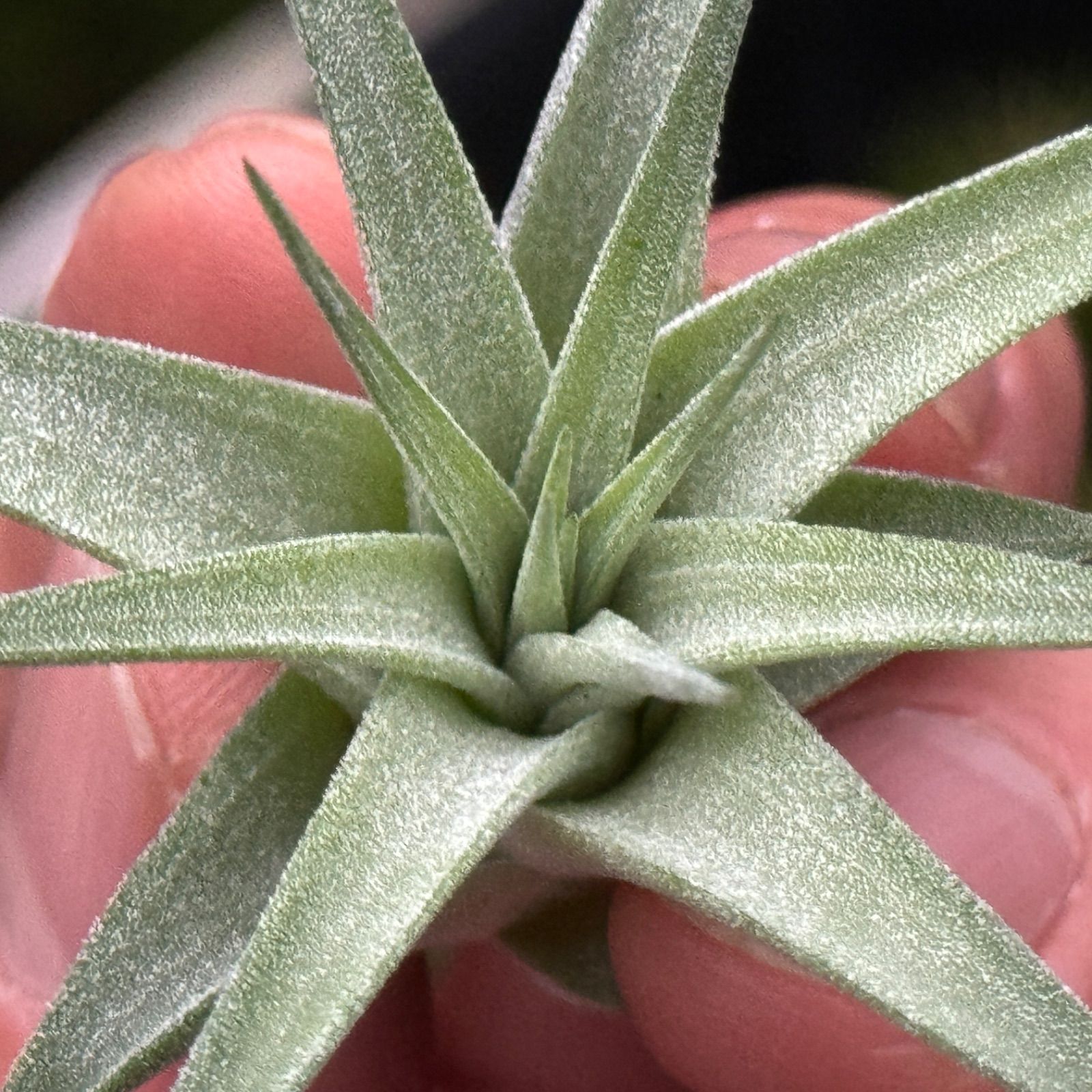 チランジア イオナンタ マキシマ アルビノ Tillandsia ionantha var